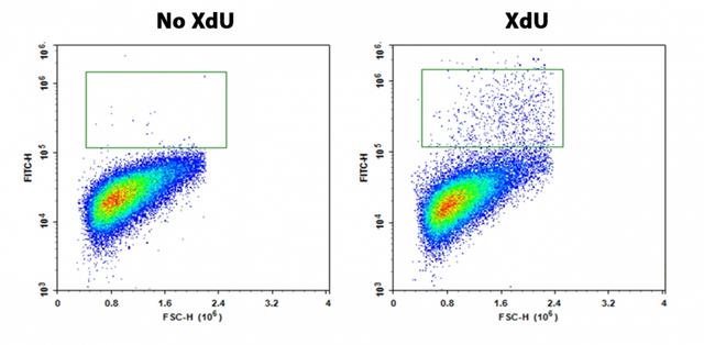 S-phase Jurkat cells were detected with Bucculite™ XdU Cell Proliferation Flow Cytometry Imaging Kit (Cat#22323). Jurkat cells at 50,000 cells/well/100 μL were seeded overnight in a 96-well black wall/clear bottom plate. Cells were treated with XdU at 37 ºC for 3 hours, and fixed with Methanol/PBS (90/10).  After fixation, cells were stained with iFluor® 488-MTA for 30 min in staining buffer, and then washed three times with 1X washing Buffer. 100µL 5 µg/ml Hoechst 33342 solution in 1X Washing Buffer were added to each well and analysed with FITC channel uing flow cytomery for S phase cells.