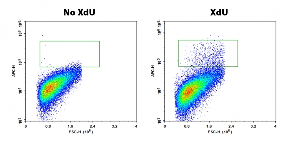 S-phase Jurkat cells were detected with Bucculite™ XdU Cell Proliferation Flow Cytometry Kit (Cat#22325). Jurkat cells at 50,000 cells/well/100 μL were seeded overnight in a 96-well black wall/clear bottom plate. Cells were treated with XdU at 37 ºC for 3 hours, and fixed with Methanol/PBS (90/10).  After fixation, cells were stained with iFluor® 647-MTA for 30 min in staining buffer, and then washed three times with 1X washing Buffer. 100 µL 5 µg/ml Hoechst 33342 solution in 1X Washing Buffer were added to each well and the flow cytometry was performed using flow cytometry with APC channel.