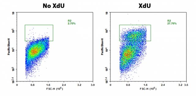 The flow cytometric response of S-phase Jurkat cells detected with Buccutite&trade; XdU Cell Proliferation flow cytometry kit (Cat#22321). Jurkat cells were seeded at 50,000 cells/well/100 &mu;L overnight in a 6-black wall plate. Cells were treated with XdU at 37 &ordm;C for 3 hours, fixed and permeabilized as per protocol. Cells were then stained with mFluor&trade; Violet 450-azide for 30 mins in staining buffer, and washed three times with PBS. The fluorescence response was measured with NovoCyte flow cytometer using Pacific Blue channel.
