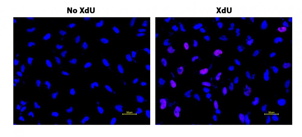 S-phase HeLa cells were detected with Bucculite™ XdU Cell Proliferation Fluorescence Imaging Kit (Cat#22328). HeLa cells at 50,000 cells/well/100 μL were seeded overnight in a 96-well black wall/clear bottom plate. Cells were treated with XdU at 37 ºC for 3 hours, and fixed with Methanol/PBS (90/10).  After fixation, cells were stained with iFluor® 647-MTA for 30 min in staining buffer, and then washed three times with 1X washing Buffer. 100 µL 5 µg/ml Hoechst 33342 solution in 1X Washing Buffer were added to each well and the fluorescence images were visualized with Cy5 filter for S phase cells (Red) and with DAPI filter nuclear for all cells (Blue).