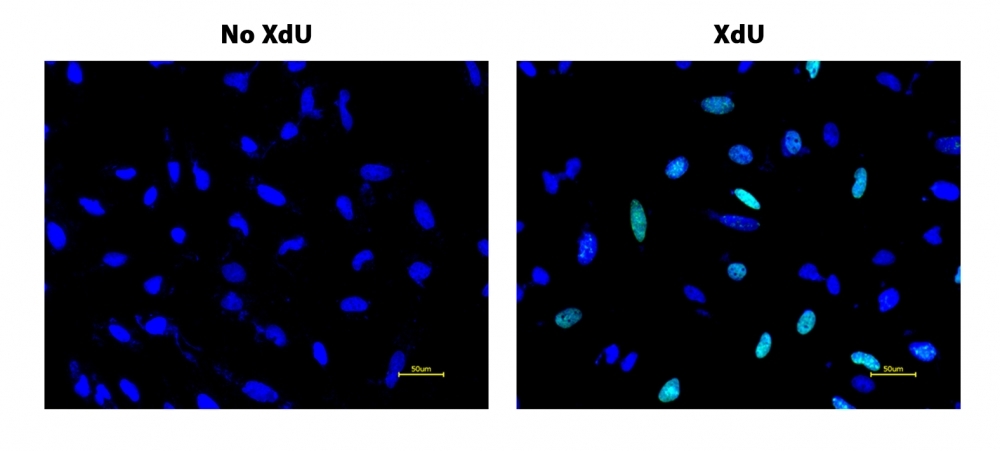 S-phase HeLa cells were detected with Bucculite™ XdU Cell Proliferation Fluorescence Imaging Kit (Cat#22326). HeLa cells at 50,000 cells/well/100 μL were seeded overnight in a 96-well black wall/clear bottom plate. Cells were treated with XdU at 37 ºC for 3 hours, and fixed with Methanol/PBS (90/10). After fixation, cells were stained with iFluor® 488-MTA for 30 min in staining buffer, and then washed three times with 1X washing Buffer. 100µL 5 µg/ml Hoechst 33342 solution in 1X Washing Buffer were added to each well and the fluorescence images were visualized with FITC filter for S phase cells (Green) and with DAPI filter nuclear for all cells (Blue).