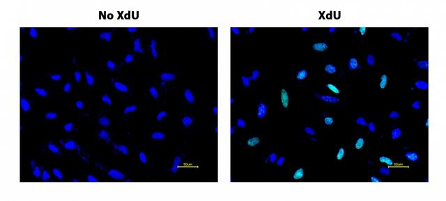 S-phase HeLa cells were detected with Bucculite™ XdU Cell Proliferation Fluorescence Imaging Kit (Cat#22326). HeLa cells at 50,000 cells/well/100 μL were seeded overnight in a 96-well black wall/clear bottom plate. Cells were treated with XdU at 37 ºC for 3 hours, and fixed with Methanol/PBS (90/10).  After fixation, cells were stained with iFluor® 488-MTA for 30 min in staining buffer, and then washed three times with 1X washing Buffer. 100µL 5 µg/ml Hoechst 33342 solution in 1X Washing Buffer were added to each well and the fluorescence images were visualized with FITC filter for S phase cells (Green) and with DAPI filter nuclear for all cells (Blue).