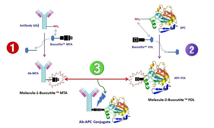 Buccutite™crosslinking technology provides the most convenient and effective crosslinking method to link two biomolecules with a high conjugation yield. Our method uses one pair of crosslinkers: Buccutite™ MTA and Buccutite™ FOL. MTA is added to one molecule, while FOL is added to another molecule. The cross-linking reaction is initiated by mixing Molecule-1-Buccutite ™ MTA and Molecule-2-Buccutite ™ FOL. This crosslinking reaction occurs under extremely mild and neutral conditions without any catalyst required. It is robust and efficient.