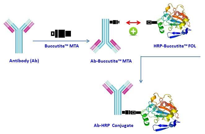The mechanism of Buccutite&trade; bioconjugation system used for ReadiLink&trade; Peroxidase Antibody Conjugation Kit (Cat# 5504).