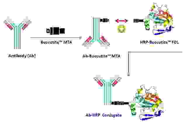 The mechanism of Buccutite™ bioconjugation system used for Buccutite™ Peroxidase Antibody Conjugation Kit (Cat# 5503).