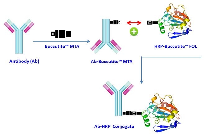 <p>Buccutite™ Peroxidase (HRP) Antibody Conjugation Kit is designed for preparing horseradish peroxidase (HRP) conjugates directly from proteins, peptides, and other ligands that contain a free amino group. The Buccutite™ FOL-activated HRP readily reacts with Buccutite™ MTA-containing molecules under extremely mild neutral conditions without any catalyst required. Compared to commonly used SMCC and other similar technologies, our Buccutite™ bioconjugation system is much more robust and easier to use. It enables faster and quantitative conjugation of biomolecules with higher efficiencies and yields.</p>
