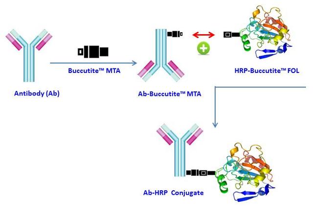 Buccutite™ Peroxidase (HRP) Antibody Conjugation Kit is designed for preparing horseradish peroxidase (HRP) conjugates directly from proteins, peptides, and other ligands that contain a free amino group. The Buccutite™ FOL-activated HRP readily reacts with Buccutite™ MTA-containing molecules under extremely mild neutral conditions without any catalyst required. Compared to commonly used SMCC and other similar technologies, our Buccutite™ bioconjugation system is much more robust and easier to use. It enables faster and quantitative conjugation of biomolecules with higher efficiencies and yields.