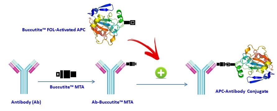 <p>AAT Bioquest offers this Buccutite™ rapid labeling kit to facilitate the APC-Cy5.5 tandem conjugations to antibodies and other proteins such as streptavidin and other secondary reagents.  Our preactivated APC was premodified with our Buccutite™ FOL. Your antibody (or other proteins) is modified with our Buccutite™ MTA to give MTA-modified protein (such as antibody). The MTA-modified protein readily reacts with FOL-modified APC to give the desired APC-antibody conjugate in much higher yield than the SMCC chemistry. In addition, our preactivated APC reacts with MTA-modified biopolymers at much lower concentrations than the SMCC chemistry.</p>
