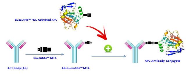 AAT Bioquest offers this Buccutite™ rapid labeling kit to facilitate the APC-Cy5.5 tandem conjugations to antibodies and other proteins such as streptavidin and other secondary reagents.  Our preactivated APC was premodified with our Buccutite™ FOL. Your antibody (or other proteins) is modified with our Buccutite™ MTA to give MTA-modified protein (such as antibody). The MTA-modified protein readily reacts with FOL-modified APC to give the desired APC-antibody conjugate in much higher yield than the SMCC chemistry. In addition, our preactivated APC reacts with MTA-modified biopolymers at much lower concentrations than the SMCC chemistry.