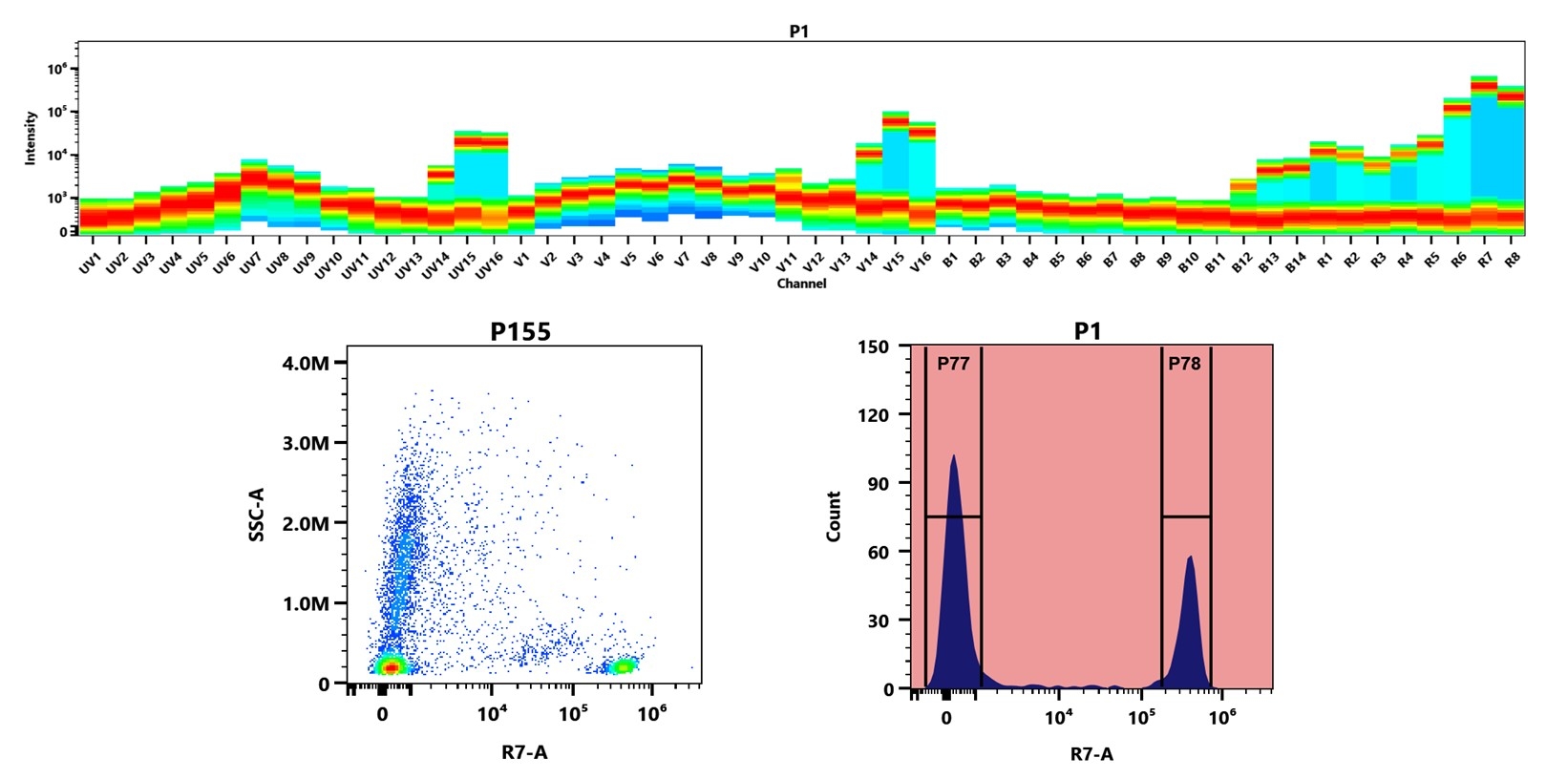 (Top) Spectral emission profiles generated using four spatially offset lasers (355 nm, 405 nm, 488 nm, and 640 nm). Each laser produced a distinct emission pattern, and their combination yielded the composite spectral signature. (Bottom) Flow cytometry analysis of human whole blood stained with Anti-human CD4 Antibody (SK3) labeled using Buccutite™ Rapid APC-Cy7 Tandem Antibody Labeling Kit (Cat. #1321). The fluorescence signal was monitored on a Cytek Aurora spectral flow cytometer in the R7-A channel, demonstrating clear detection of CD4⁺ cells.