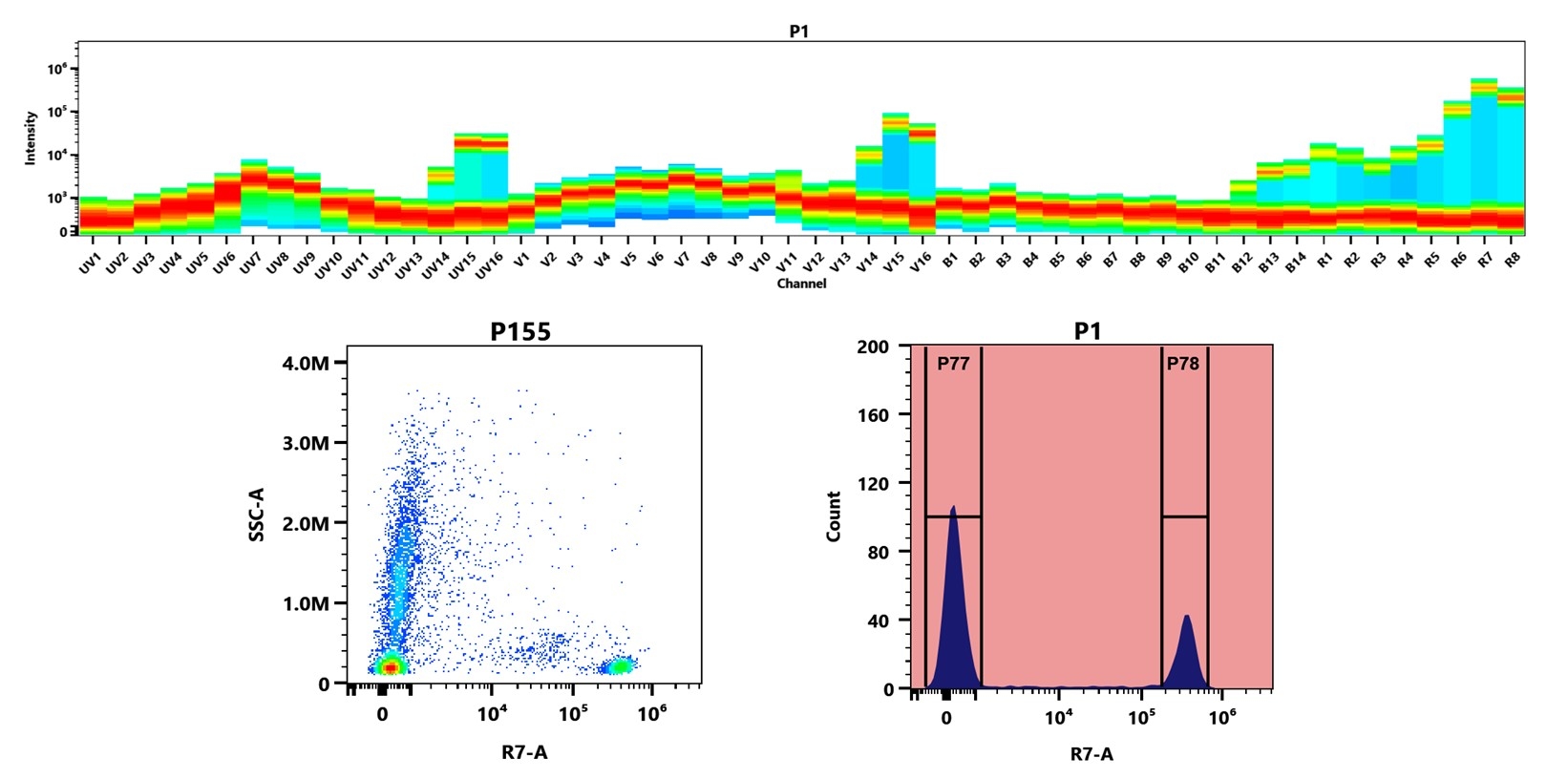 (Top) Spectral emission profiles generated using four spatially offset lasers (355 nm, 405 nm, 488 nm, and 640 nm). Each laser produced a distinct emission pattern, and their combination yielded the composite spectral signature. (Bottom) Flow cytometry analysis of human whole blood stained with Anti-human CD4 Antibody (SK3) labeled using Buccutite™ Rapid APC-Cy7 Tandem Antibody Labeling Kit (Cat. #1351). The fluorescence signal was monitored on a Cytek Aurora spectral flow cytometer in the R7-A channel, demonstrating clear detection of CD4⁺ cells.