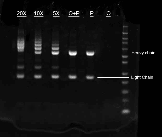 The Buccutite™ Rapid Oligo Antibody Conjugation kit (AAT Cat# 5450) was utilized to conjugate rabbit IgG with a 20-nucleotide-containing oligo. The conjugation was confirmed using a 4-12% reducing gel SDS-PAGE. The reaction mix ratios of antibody:oligo examined were 5X, 10X, and 20X, as well as the reactions of oligo + protein (O+P), protein alone (P), and oligo alone (O).