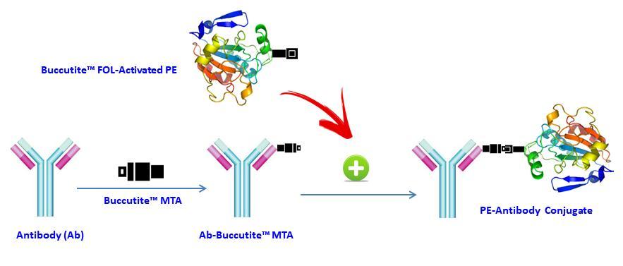 AAT Bioquest offers this Buccutite™ rapid labeling kit to facilitate the PE-Cy5 tandem conjugations to antibodies and other proteins such as streptavidin and other secondary reagents.  Our preactivated PE was premodified with our Buccutite™ FOL. Your antibody (or other proteins) is modified with our Buccutite™ MTA to give MTA-modified protein (such as antibody). The MTA-modified protein readily reacts with FOL-modified PE to give the desired PE-antibody conjugate in much higher yield than the SMCC chemistry. In addition, our preactivated PE reacts with MTA-modified biopolymers at much lower concentrations than the SMCC chemistry.