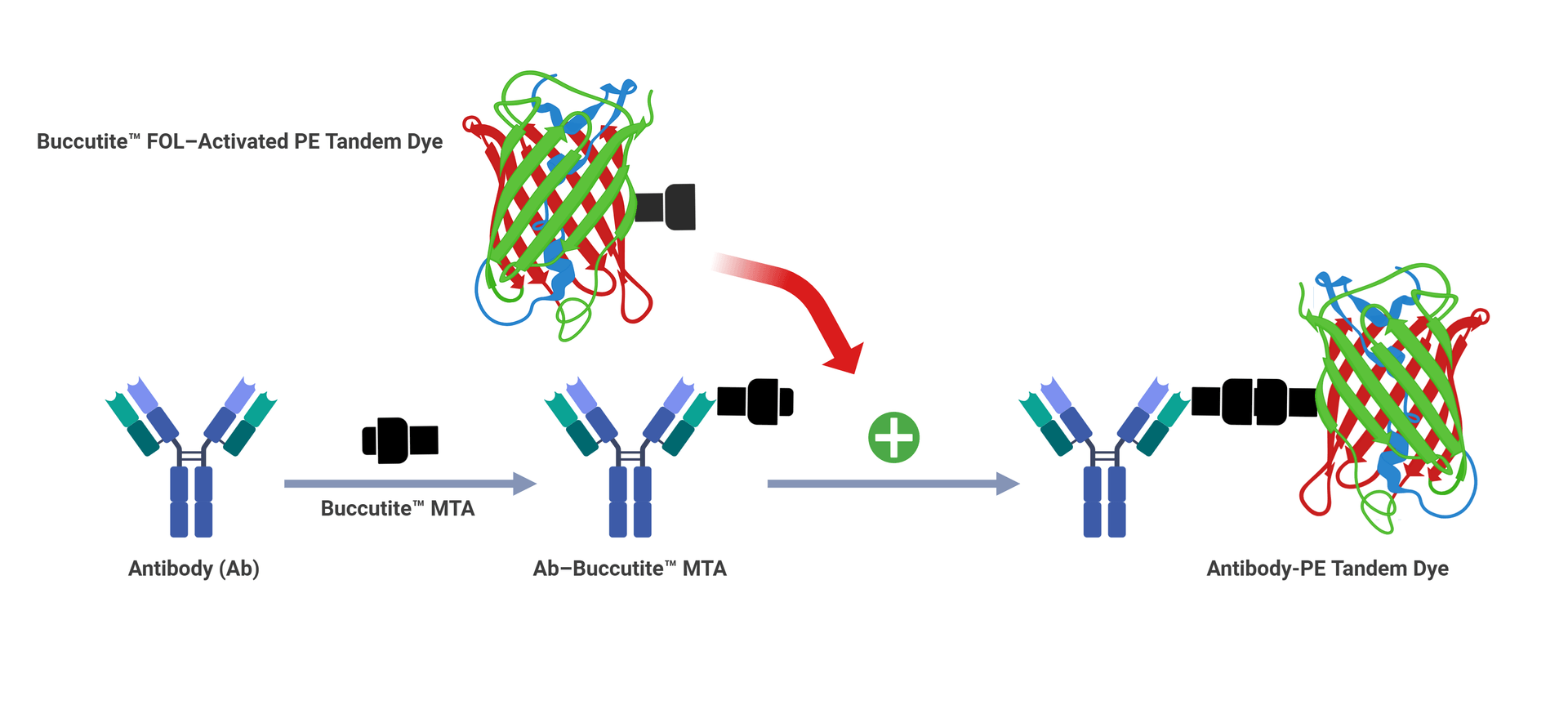 AAT Bioquest offers the Buccutite™ rapid labeling kit to streamline PE tandem dye conjugation for antibodies and other proteins, including streptavidin and secondary reagents. This kit utilizes preactivated PE modified with Buccutite™ FOL, while your antibody or protein is modified with Buccutite™ MTA to produce MTA-modified proteins. The MTA-modified proteins react efficiently with FOL-modified PE, yielding the desired PE-antibody conjugate with significantly higher efficiency compared to traditional SMCC chemistry. Additionally, the reaction requires much lower biopolymer concentrations, enhancing efficiency and reducing material usage compared to SMCC-based methods.