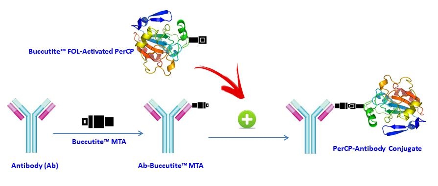 <p>AAT Bioquest offers this Buccutite™ rapid labeling kit to facilitate the PerCP conjugations to antibodies and other proteins such as streptavidin and other secondary reagents.  Our preactivated PerCP was premodified with our Buccutite™ FOL. Your antibody (or other proteins) is modified with our Buccutite™ MTA to give MTA-modified protein (such as antibody). The MTA-modified protein readily reacts with FOL-modified PerCP to give the desired PerCP -antibody conjugate in much higher yield than the SMCC chemistry. In addition, our preactivated PerCP reacts with MTA-modified biopolymers at much lower concentrations than the SMCC chemistry.</p>