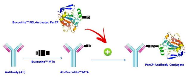 AAT Bioquest offers this Buccutite&trade; rapid labeling kit to facilitate the PerCP conjugations to antibodies and other proteins such as streptavidin and other secondary reagents.&nbsp; Our preactivated PerCP was premodified with our Buccutite&trade; FOL. Your antibody (or other proteins) is modified with our Buccutite&trade; MTA to give MTA-modified protein (such as antibody). The MTA-modified protein readily reacts with FOL-modified PerCP to give the desired PerCP -antibody conjugate in much higher yield than the SMCC chemistry. In addition, our preactivated PerCP reacts with MTA-modified biopolymers at much lower concentrations than the SMCC chemistry.