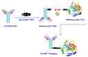 The mechanism of Buccutite™ bioconjugation system used for ReadiLink™Rapid Protein Crosslinking Kit (Cat# 1315).