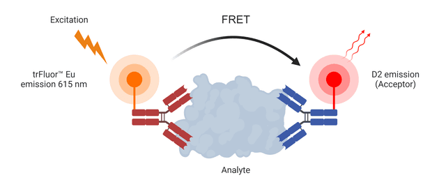 D2 acceptor is used to pair with Eu-labeled probes (such as TR Fluor™ Eu) for developing TR-FRET assays. TR-FRET assays are much more sensitive than the regular FRET assays that suffer serve interference caused by the naturally fluorescent compounds present in cells, serum or other biological fluids. The use of long-lived fluorophores combined with time-resolved detection (a delay between excitation and emission detection) minimizes prompt fluorescence interferences.