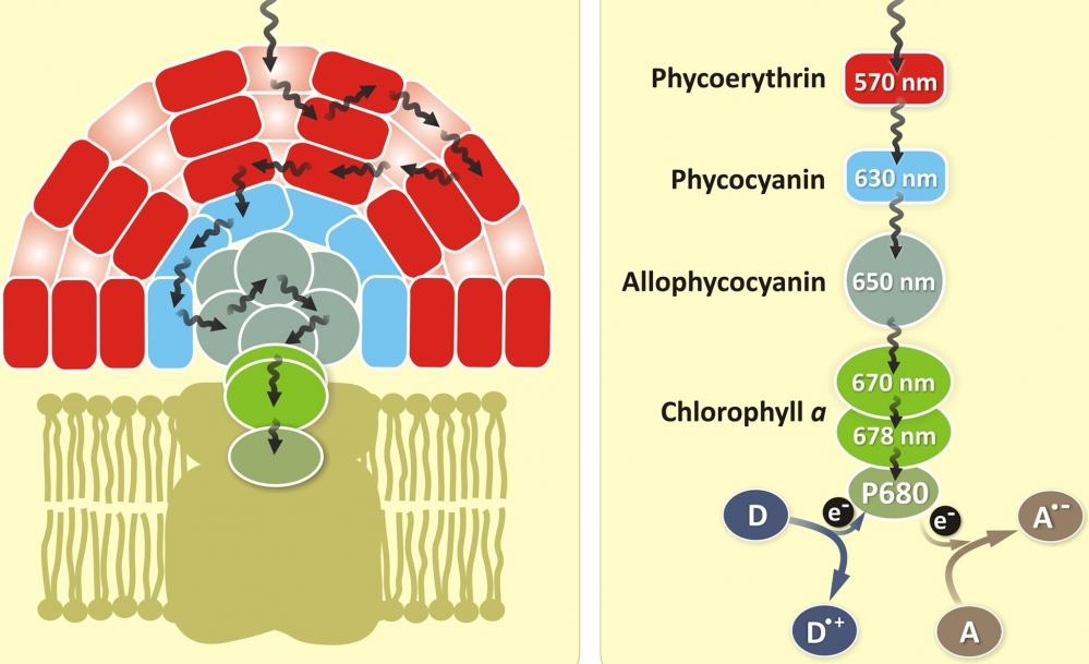 <p>Phycocyanin is a protein from the light-harvesting phycobiliprotein family, along with allophycocyanin, phycoerythrin and phycoerythrocyanin. It is an accessory pigment to chlorophyll. All phycobiliproteins are water-soluble and therefore cannot exist within the membrane like carotenoids, but aggregate forming clusters that adhere to the membrane called phycobilisomes. Allophycocyanin absorbs and emits red light, and is readily found in Cyanobacteria, and red algae. Phycobilin pigments have excellent fluorescent properties that are extremely useful for flow cytometry-based immunoassays.</p>