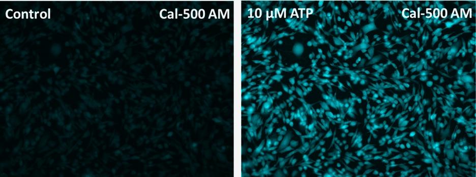 Response of endogenous P2Y receptor to ATP in CHO-K1 cells. CHO-K1 cells were seeded overnight at 40,000 cells per 100 &micro;L per well in a 96-well black wall/clear bottom costar plate. 100 &micro;L of Cal-500 AM in HHBS with probenecid were added into the wells, and the cells were incubated at 37 &deg;C for 60 min. The dye loading medium were replaced with 200 &micro;L HHBS. Images were taken before and after the addition of 50 &micro;L of 10 &micro;M ATP via a fluorescence microscope (Keyence) using 405 nm and 465 nm long pass filters.