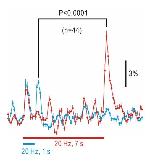Two-photon calcium responses to tonal stimuli recorded at 140 ms intervals.<strong>&nbsp;</strong>Averaged traces (mean and S.E.M.) of âˆ†F/F0 in 44 neurons stained with Cal-520 AM. The red trace represents responses to 20 kHz stimuli lasting for 7s, and the blue trace shows responses to 20 kHz stimuli lasting for 1s in the same neurons. The off-responses to stimuli lasting for 7 s were significantly larger than the on-responses to stimuli lasting for 1 s (P&lt;0.0001). Source: <strong>Auditory cortical field coding long-lasting tonal offsets in mice</strong> by Baba et al., <em>Scientific Reports</em>, Sep. 2016.
