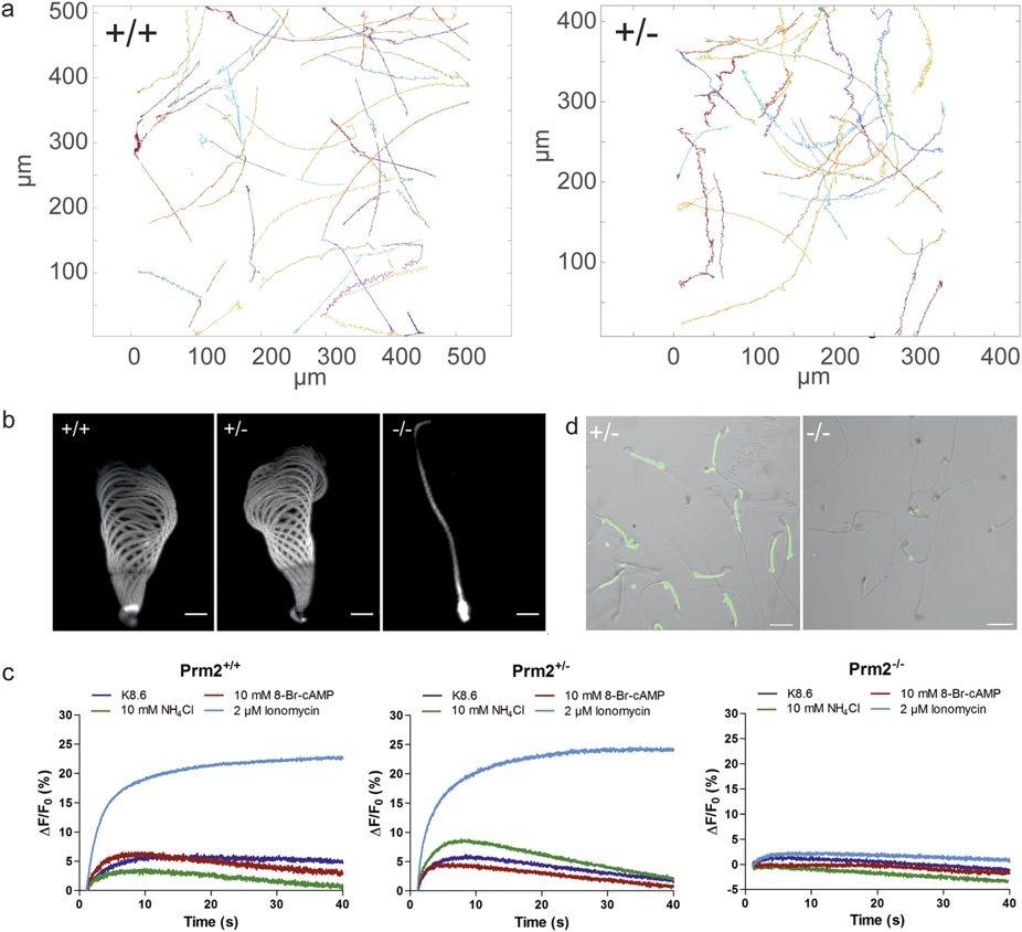 Functional sperm analysis. (a) Tracks for freely swimming wildtype Prm2+/+ and heterozygous Prm2+/&minus; sperm. (b) Flagellar waveform. Sperm were tethered with their heads to a glass surface and the flagellar waveform was analyzed. One beat cycle was projected. Scale bar: 10&thinsp;&mu;m. (c) Changes in the intracellular Ca<sup>2+</sup> concentration in Prm2+/+, Prm2+/&minus;, and Prm2&minus;/&minus; sperm. Sperm have been loaded with Cal520-AM and stimulated with K8.6 (blue), 10&thinsp;mM 8-Br-cAMP (red), 10&thinsp;mM NH4Cl (green), or 2&thinsp;&mu;M ionomycin (light blue). Experiments have been measured using the stopped-flow technique. (d) Loading of sperm with Cal520-AM. Loading of Prm2+/&minus;, and Prm2&minus;/&minus; sperm was tested using fluorescence microscopy. Scale bar&thinsp;=&thinsp;20&thinsp;&mu;m. Source: <strong>Re-visiting the Protamine-2 locus: deletion, but not haploinsufficiency, renders male mice infertile</strong> by Schneider et al.,&nbsp;<em>Scientific Reports</em>, Nov. 2016.