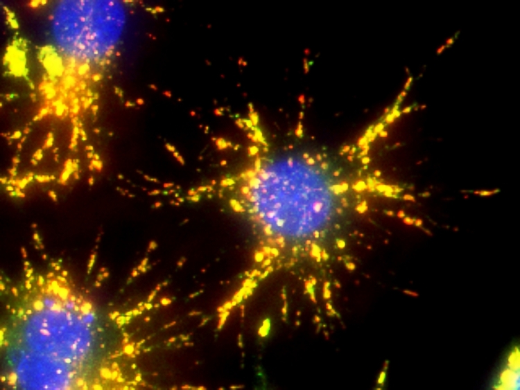 Fluorescence image of live Raw 264.7 cells