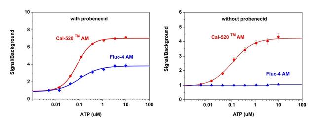 ATP-stimulated calcium responses of endogenous P2Y receptor in CHO-K1 cells incubated with Cal-520™ AM (red curve), or Fluo-4 AM (blue curve) respectively with (left) or without probenecid (right) under the same conditions. CHO-K1 cells were seeded overnight at 50,000 cells per 100 µL per well in a Costar black wall/clear bottom 96-well plate. 100 µL of 5 µM Fluo-4 AM or Cal 520™ AM in HHBS (with or without 2.5 mm probenecid) was added into the cells, and the cells were incubated at 37 °C for 1 hour. ATP (50 μL/well) was added using FlexSation to achieve the final indicated concentrations.