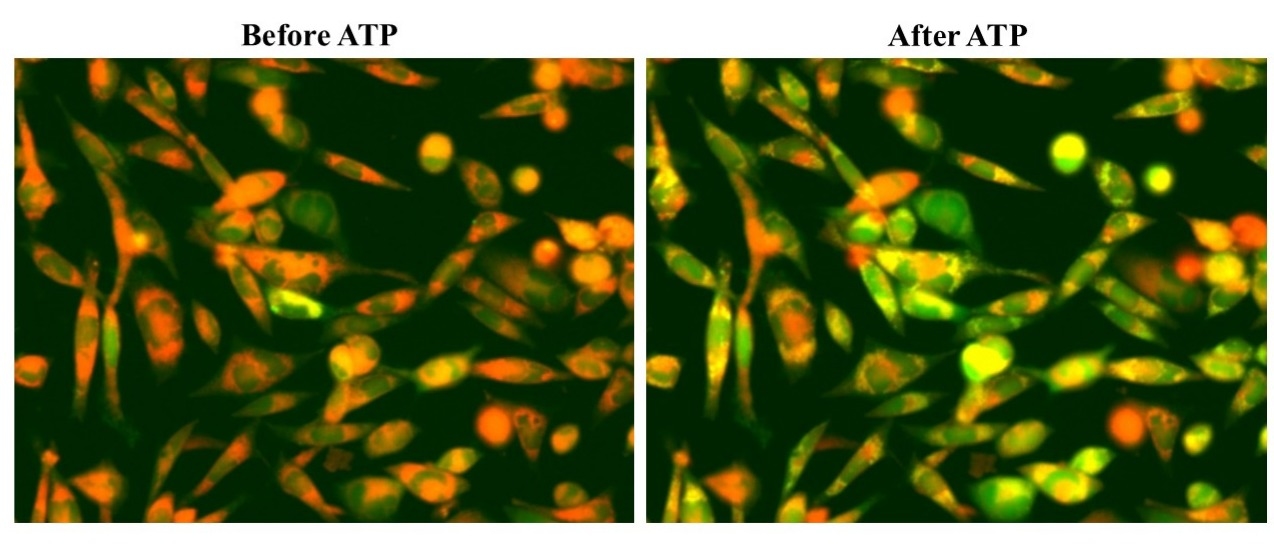 Endogenous P2Y receptor response to ATP in CHO-K1 cells. CHO-K1 cells were seeded overnight at a density of 40,000 cells per 100 µL per well in a 96-well black wall/clear bottom Costar plate. Next, 100 µL of 10 µM Cal-520ER™ AM in HHBS with 1 mM probenecid was added to each well. The cells were then incubated at 37 °C for 3 hours. In the final 30 minutes of incubation, the Cell Navigator® Live Cell Endoplasmic Reticulum (ER) Staining Kit *Red Fluorescence* (Cat# 22636) was added to stain the ER. After incubation, the dye-loading mediums were replaced with 100 µL HHBS containing 1 mM probenecid. The cells were imaged with a fluorescence microscope (Olympus IX71) using the FITC channel, both before and after the addition of 50 µL of 300 µM ATP.