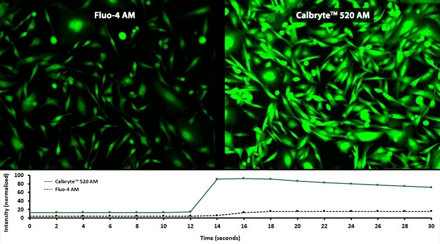 Fluo-4 vs Calbryte