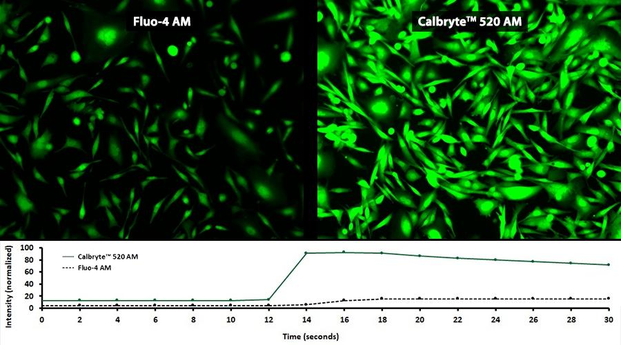ATP response&nbsp;was measured in&nbsp;CHO-K1&nbsp;cells using&nbsp;Calbryte&trade; 520 AM (Cat No. 20653) and Fluo-4, AM (Cat No. 20550).&nbsp;CHO-K1&nbsp;cells were seeded overnight at 50,000 cells/100 &micro;L/well in a 96-well black wall/clear bottom costar plate. 100 &micro;L of either 10 &micro;g/mL&nbsp;Calbryte&trade; 520 AM&nbsp;in HH&nbsp;Buffer with probenecid&nbsp;or 10 &micro;g/mL Fluo-4, AM in HH Buffer&nbsp;with probenecid&nbsp;was&nbsp;added to the wells and incubated for 45 minutes at 37&deg;C. &nbsp;Both dye loading solutions were removed and replaced with 200 &micro;L HH Buffer/well.&nbsp; ATP&nbsp;(50 &micro;L/well) was added&nbsp;to&nbsp;achieve the final indicated&nbsp;concentration of 10 &micro;M. Images were acquired on a Keyence microscope in the FITC channel.