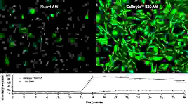 ATP response was measured in CHO-K1 cells using Calbryte™ 520 AM (Cat No. 20653) and Fluo-4, AM (Cat No. 20550). CHO-K1 cells were seeded overnight at 50,000 cells/100 µL/well in a 96-well black wall/clear bottom costar plate. 100 µL of either 10 µg/mL Calbryte™ 520 AM in HH Buffer with probenecid or 10 µg/mL Fluo-4, AM in HH Buffer with probenecid was added to the wells and incubated for 45 minutes at 37°C.  Both dye loading solutions were removed and replaced with 200 µL HH Buffer/well.  ATP (50 µL/well) was added to achieve the final indicated concentration of 10 µM. Images were acquired on a Keyence microscope in the FITC channel.
