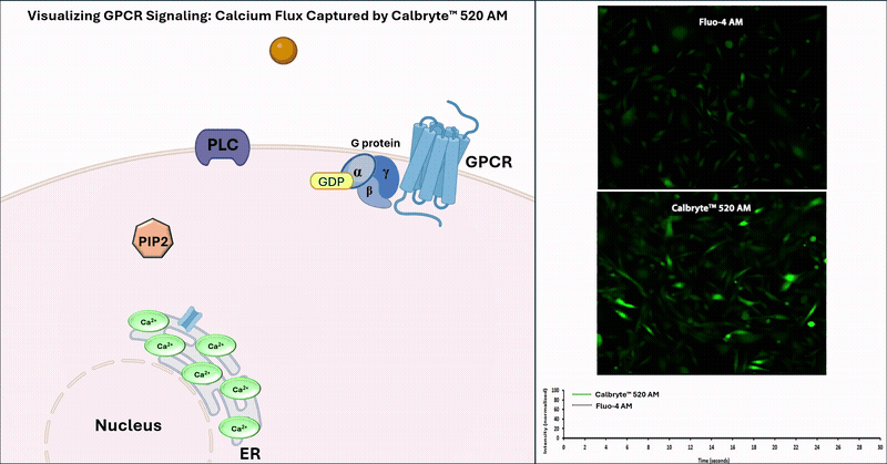 The animation (left) illustrates how GPCR activation triggers intracellular calcium release, which can be monitored in real time using fluorescent calcium indicators such as Calbryte™. Calbryte™ 520 AM time-lapse (right) shows ATP-induced intracellular calcium flux in live CHO-K1 cells.