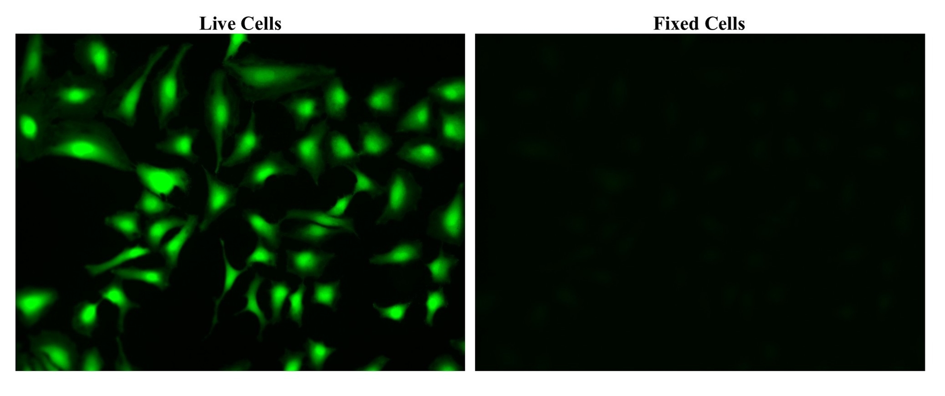 Images of live and fixed HeLa cells stained with Calcein, AM (Cat.22002) showing specificity for live cells.