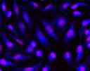 Images of Live HeLa cells stained with Calcein Blue, AM (Cat.22007 ).Cell nuclei were stained with Nuclear Red LCS1 (Cat#17542).