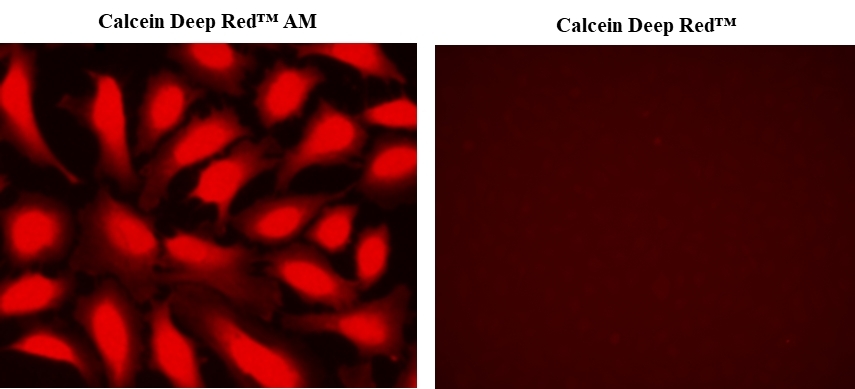 Images of Live HeLa cells stained with Calcein Deep Red™ (Cat#21902) and Calcein Deep Red™ AM(Cat.22011 ). Calcein Deep Red™ cannot permeate intact live cells.