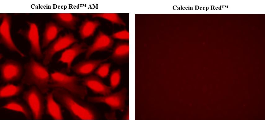 Images of Live HeLa cells stained with Calcein Deep Red™ (Cat#21902) and Calcein Deep Red™ AM(Cat.22011 ). Calcein Deep Red™ cannot  permeate intact live cells.