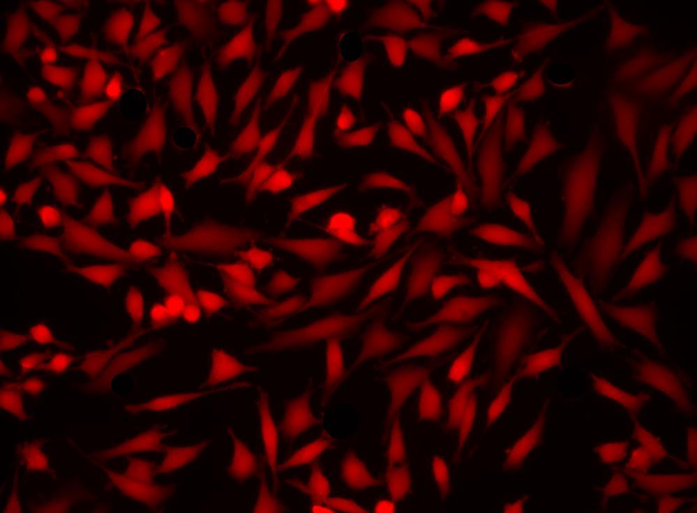Fluorescence images of HeLa cells stained with Calcein Deep Red&trade; acetate in a Costar black wall/clear bottom 96-well plate.