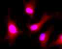 Images of Live HeLa cells stained with Calcein Deep Red&trade; acetate (Cat.22010 ). Cell nuclei were stained with Hoechst 33342 (Blue, Cat#17535).