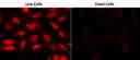Images of live or formaldehyde &nbsp;HeLa cells stained with Calcein Deep Red&trade; AM (Cat#22011).