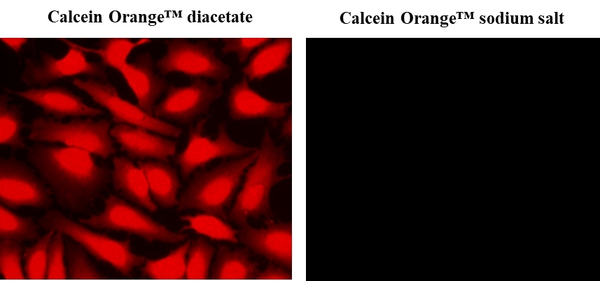 Image of Live HeLa cells stained with Calcein Orange™ sodium salt (Cat#22008) and Calcein Orange™ diacetate (Cat#22009). Calcein Orange™ sodium salt cannot  permeate intact live cells