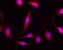 Images of Live HeLa cells stained with Calcein Red <sup>TM</sup>, AM (Cat.21900). Cell nuclei were stained with Hoechst 33342 (Blue, Cat#17535).
