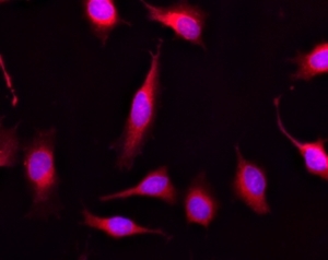 Images of Live HeLa cells stained with Calcein Red <sup>TM</sup>, AM (Cat.21900). Cell nuclei were stained with Hoechst 33342 (Blue, Cat#17535).