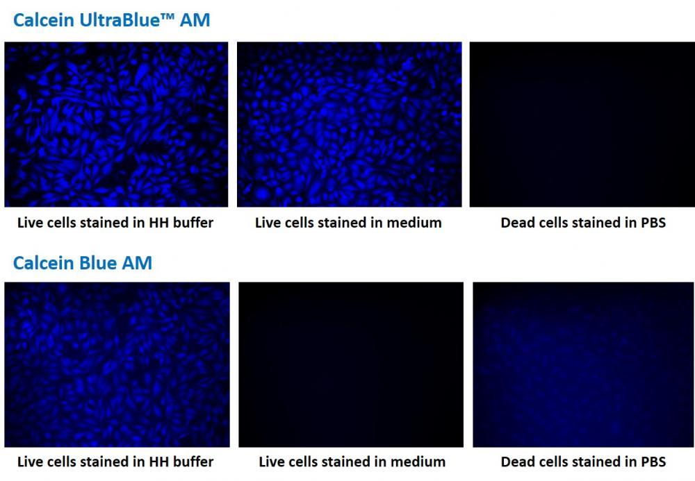 Fluorescence images of HeLa cells stained with Calcein UltraBlue&trade; AM (upper row) or Calcein Blue AM (lower row) in a Costar black wall/clear bottom 96-well plate. Left: Live HeLa cells in HH buffer; Middle: Live HeLa cells in medium; Right: Fixed HeLa cells.