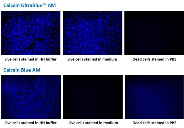 Fluorescence images of HeLa cells stained with Calcein UltraBlue&trade; AM (upper row) or Calcein Blue AM (lower row) in a Costar black wall/clear bottom 96-well plate. Left: Live HeLa cells in HH buffer; Middle: Live HeLa cells in medium; Right: Fixed HeLa cells.