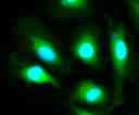Images of Live HeLa cells stained with Calcein UltraGreen&trade;, AM (Cat.21905). Cell nuclei were stained with Hoechst 33342 (Blue, Cat#17535).