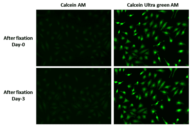 Fixability of live HeLa cells stained with Calcein AM and Calcein UltraGreen AM. HeLa cells were stained with Calcein AM (Catalog #22004) and Calcein UltraGreen AM (Catalog #21905) and then fixed in 4% formaldehyde. Image acquisition was performed on a fluorescence microscope equipped with a FITC filter set. Notably, staining achieved with Calcein UltraGreen AM demonstrated prolonged stability post-fixation, indicating its effectiveness for long-term cellular imaging applications.
