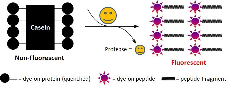 <p>Proteases hydrolyze the quenching effect of the labeled 5-FITC, resulting in a bright green fluorescence proportional to protease activity.</p>