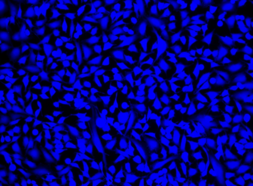 Image of HeLa cells stained with Cell Explorer™ Live Cell Labeling Kit *Blue Fluorescence* (Cat#22606) in a Costar black wall/clear bottom 96-well plate. Cells were stained with Calcein UltraBlue™ for 30 minutes at 37 <sup>o</sup>C. Images were aquired using a fluorescence microscope using DAPI filter.