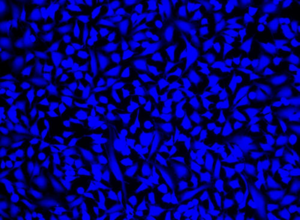 Image of HeLa cells stained with Cell Explorer™ Live Cell Labeling Kit *Blue Fluorescence* (Cat#22606) in a Costar black wall/clear bottom 96-well plate. Cells were stained with Calcein UltraBlue™ for 30 minutes at 37 <sup>o</sup>C. Images were aquired using a fluorescence microscope using DAPI filter.